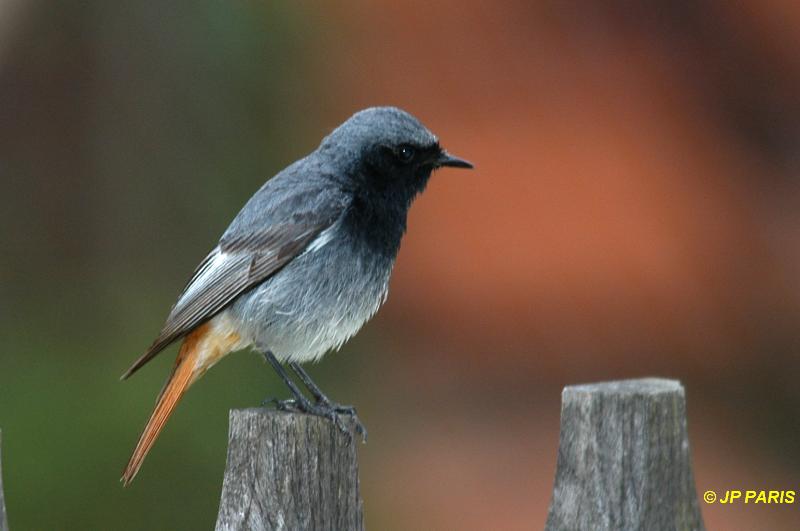 Phoenicurus ochruros